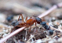 Ant Inspection
