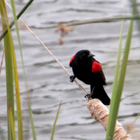 Red-winged Blackbird at Searsville Lake