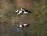 Birds of Portola Valley