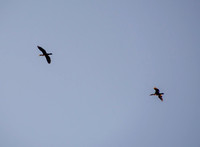 Canada Geese (Branta canadensis) (?) Departing