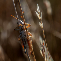 Grasshopper on Grass