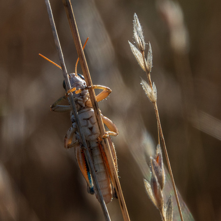 Grasshopper on Grass