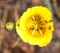 Yellow Mariposa Lily (Calochortus luteus) with Pollinators