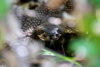Northern Pacific Rattlesnake (Crolatus oreganus oreganus)