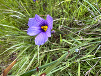 Blue-eyed Grass