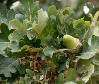 Is this a Blue Oak (Quercus douglasii)?