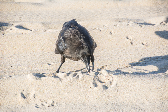 Raven on Beach