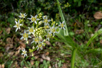 Fremont's Star Lily (Zigadenus fremontii) in Bloom