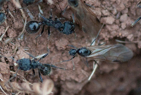 Male Winged Harvester Ant (Messor andrei) Leaves the Nest
