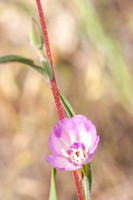Grassland Flower