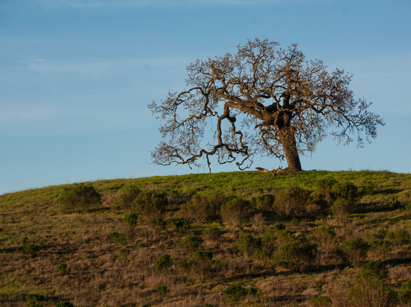 Coyote Brush and Valley Oak