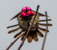 4/16/2022 Sequence of Male Anna’s Hummingbird Showing Off