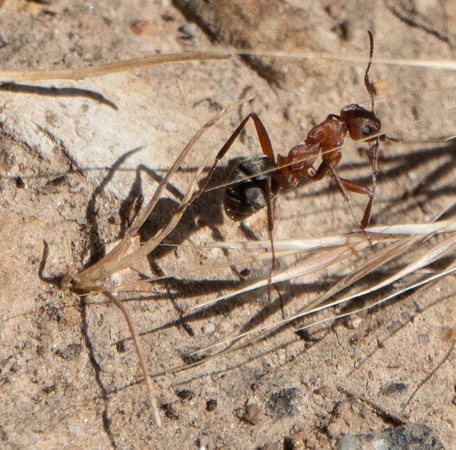 Bonus Field Ant