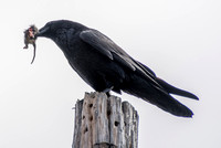 Crow with Quarry on Pole