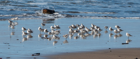 Sandpipers at Waddell Beach
