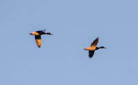 Male Mallard Ducks (Anas platyhynchos) in Flight