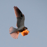 Juvenile Black-shouldered Kite (Elanus leucurus) in Flight