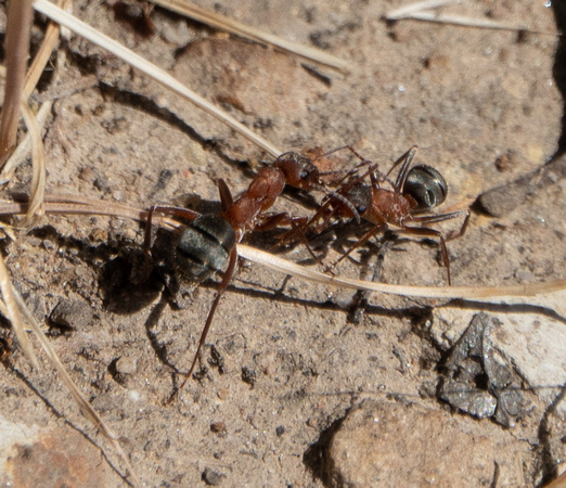 Bonus -- Field Ants (Formica sp., perhaps F. moki)