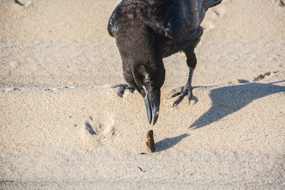 Raven on Beach