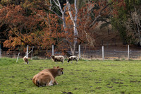 061101cow_sheep_dq