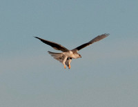 White-tailed Kite (Elanus leucurus), Descending