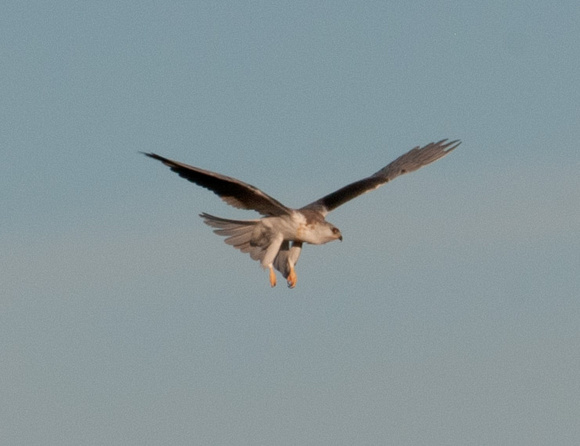 White-tailed Kite (Elanus leucurus), Descending