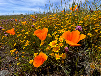 4/17/2024 Springtime on the Ridge: Wildflowers and Insects, Turkeys and Turkey Vultures