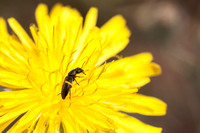 Beetle on Compound Flower