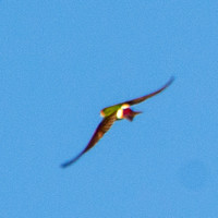 Violet-green Swallow (Tachycineta thalassina) in Flight