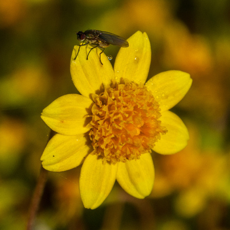 Fly and Dew on Flower of California Goldfields (Lasthenia californica)