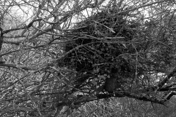 Nest of Dusky-footed Woodrat (Neotoma fuscipes) in Monochrome