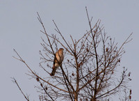 Red-shouldered Hawk (Buteo lineatus)?