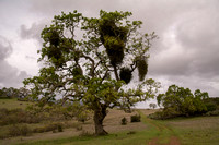 Mistletoe on Valley Oak