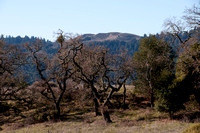 Valley Oaks (Quercus lobata) & Windy Hill