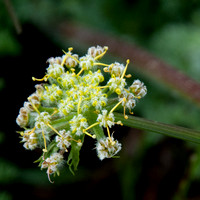 Flower of Wooly-fruited Lomatium (Lomatium dasycarpum ssp. dasycarpum)