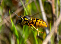 Queen Yellowjacket Wasp Looking for a Home?