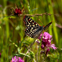 4/19/2024 Butterflies Persist, Spring Flowers Fade