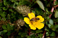 Honeybee in Flower