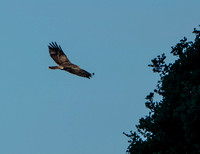 Northern Harrier (Circus cyaneus) in Flight