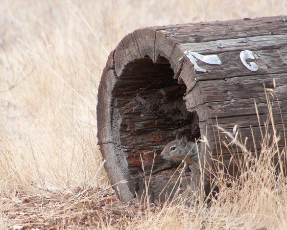 California Ground Squirrel (Spermophilus becheyi) keeps watch from a Hollow Log