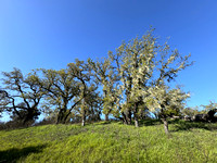 Lace Lichen and Oaks