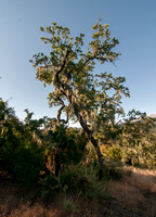 Valley Oak & Lace Lichen