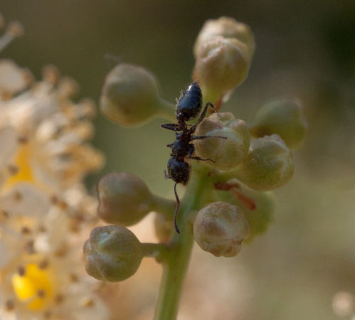 Acrobat Ant (Crematogaster coarctata) climbing back down Fruit of Holly-Leaved Cherry (Prunus ilicifolia)