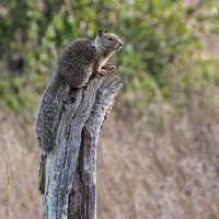 California Ground Squirrel (Otospermophilus beecheyi) on Stump