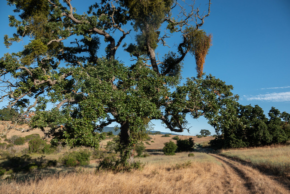 Valley Oak (Quercus lobata) with Mistletoe