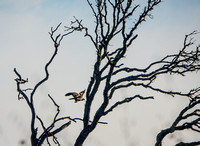 Northern Harrier (Circus cyaneus) in Flight