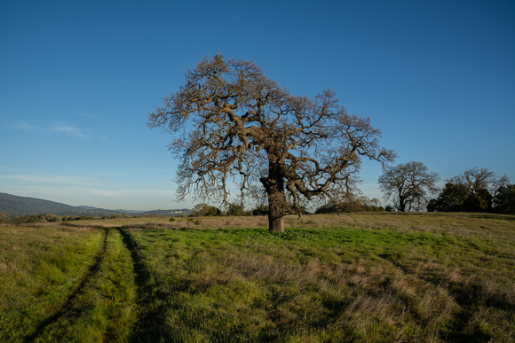 Lone Valley Oak (Quercus lobata) on Jasper Ridge