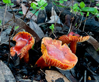 Mushrooms with Newt