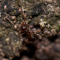 Unregistered Ant