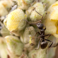 Ant